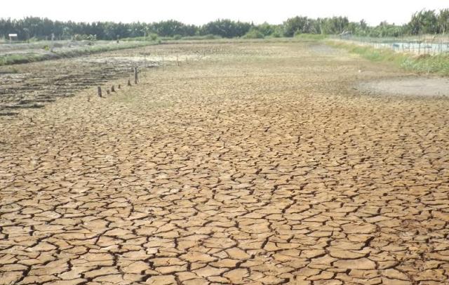Hạn hán, xâm nhập mặn khiến đồng ruộng ở các tỉnh ĐBSCL khô nứt, nẻ